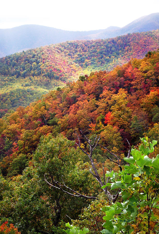 Fall colors along the Blueridge Photograph by Duane McCullough