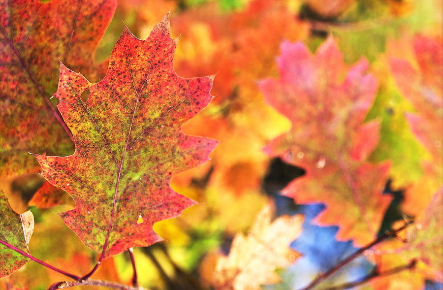 Fall colors Photograph by Arkady Kunysz
