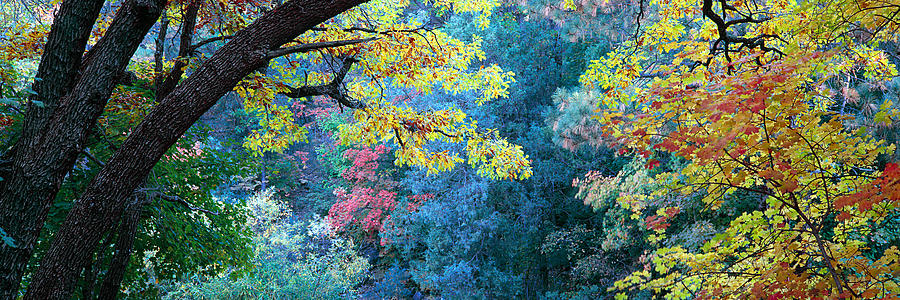 Fall Colors At Fourth Of July Canyon Photograph by Panoramic Images