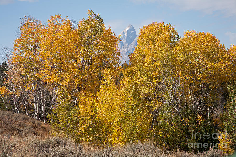 Fall Colors at Grand Teton National Park Photograph by Fred Stearns