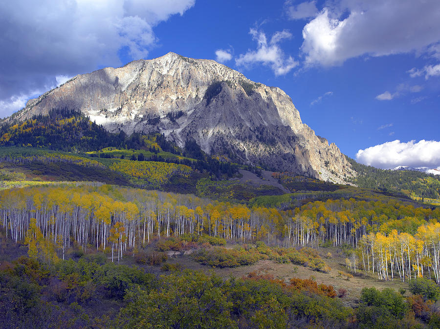 Fall Colors At Gunnison National Forest Photograph by Tim Fitzharris