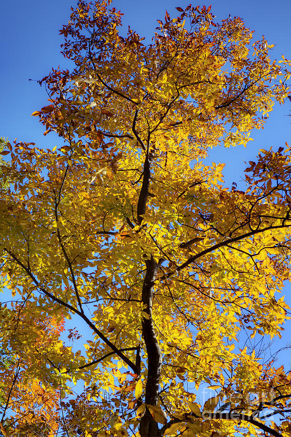 Fall Colors Beautiful Tree Photograph by Dustin K Ryan