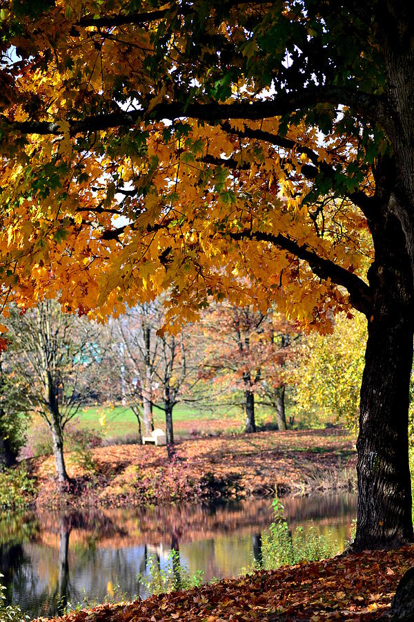 Fall colors Photograph by Becca Fieken - Fine Art America