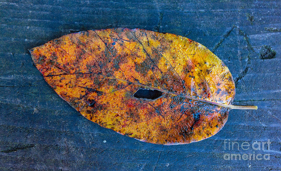 Fall Colors at Unicoi Photograph by Bernd Laeschke