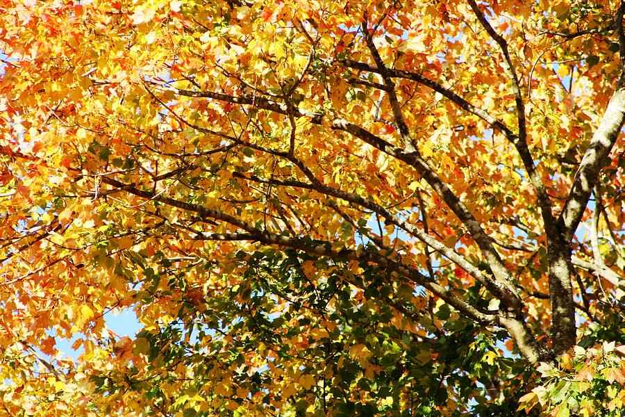 Fall Colors Photograph by Beth Andersen - Fine Art America