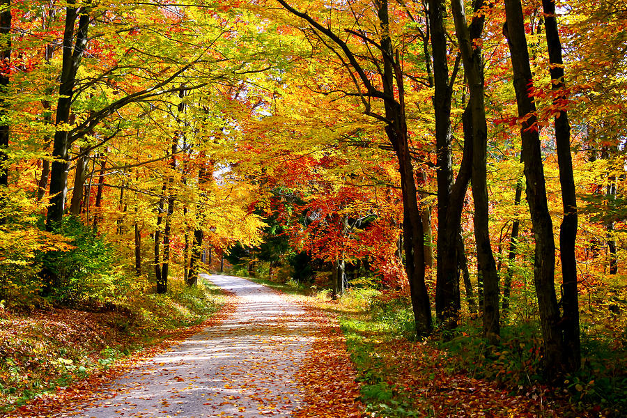 Fall Colors Photograph By Christine Harrison - Fine Art America