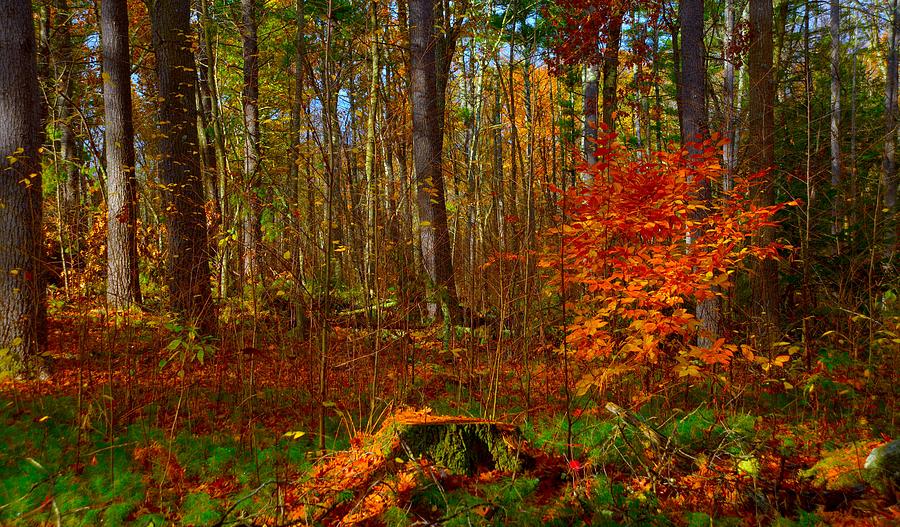 Fall Colors Photograph by Craig Incardone