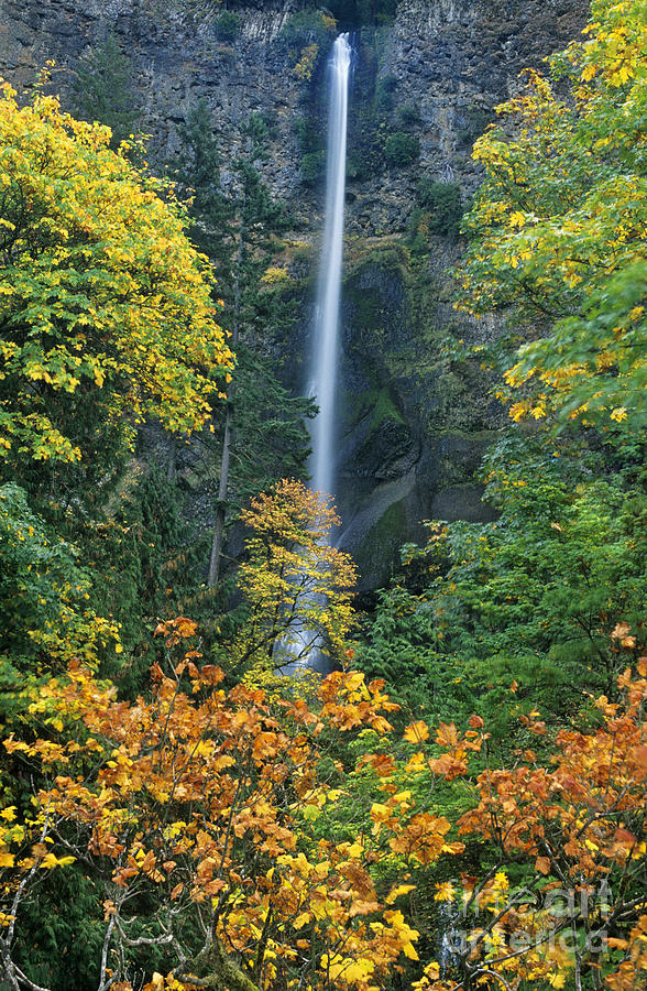 Fall Colors Frame Multnomah Falls Columbia River Gorge Oregon Photograph by Dave Welling