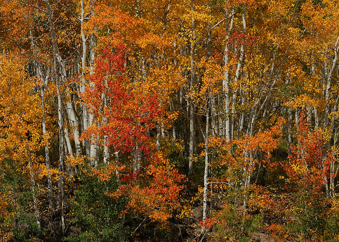 Fall Colors Greeting Card Photograph by Ernest Echols