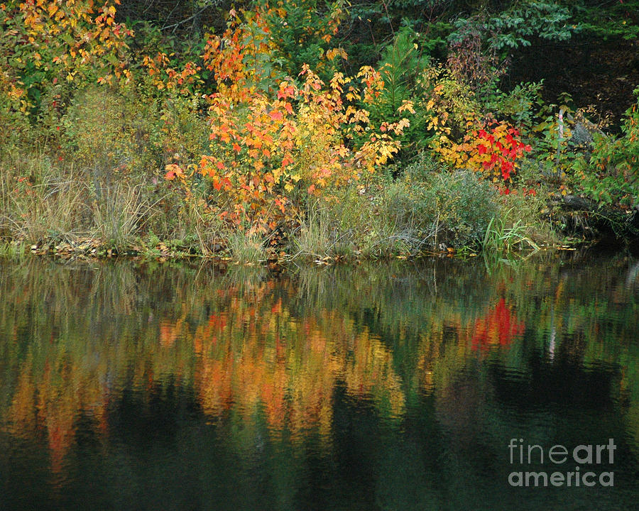 Fall Colors I Photograph by Robert Suggs
