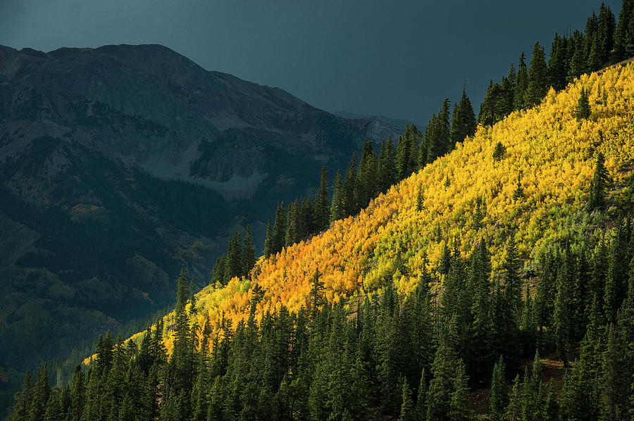 Fall Colors In Aspen Colorado Photograph by Brandon Huttenlocher Pixels