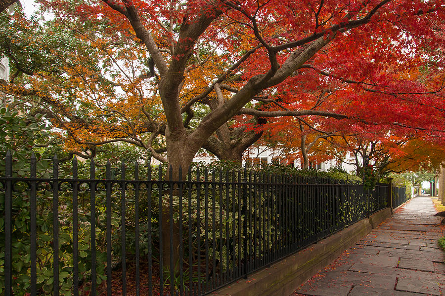 Fall Colors In Charleston South Carolina Photograph by Marc Crumpler