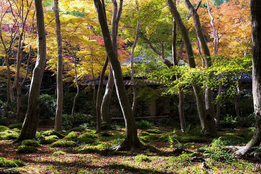 Fall Colors in Jo-Jakko-Ji Photograph by Yoshiki Nakamura