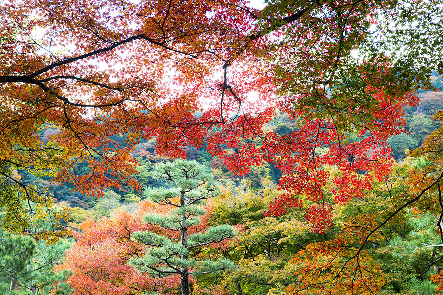 Fall Colors in Kyoto Photograph by Yoshiki Nakamura