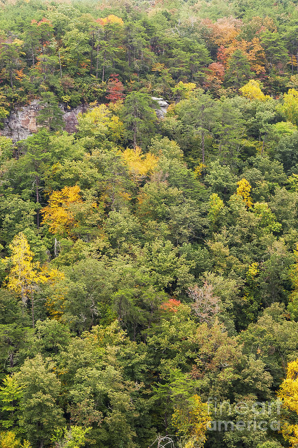 Fall Colors in Little River Canyon Photograph by Bob Phillips
