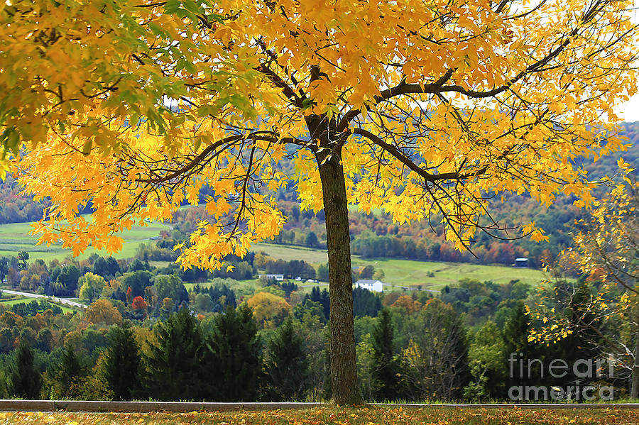 Fall Colors In PA Photograph by Deborah Benoit