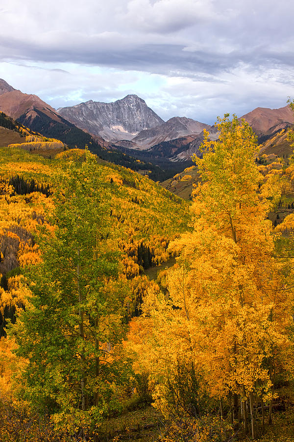 Fall Colors in Snowmass Colorado Photograph by Ronda Kimbrow