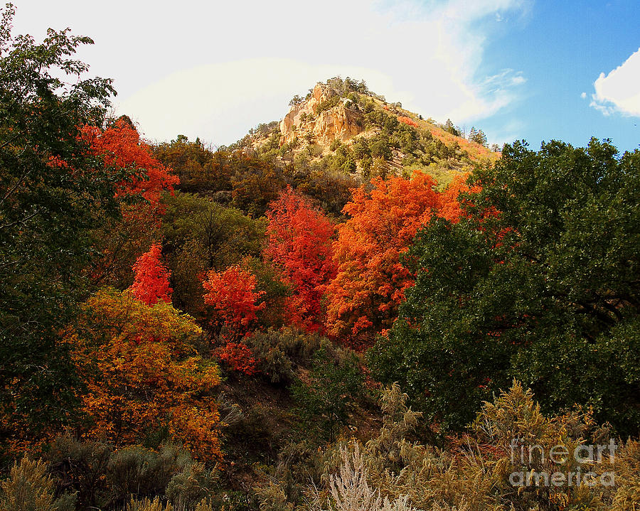 Fall Colors in Spring Canyon Utah Photograph by Malcolm Howard