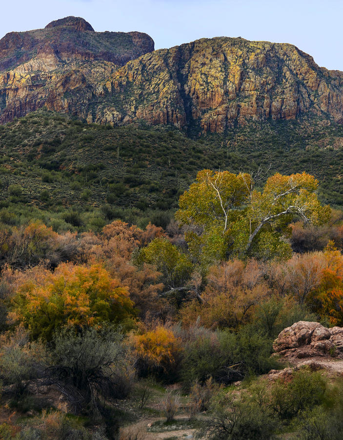 Fall Colors in the Desert Photograph by Dave Dilli
