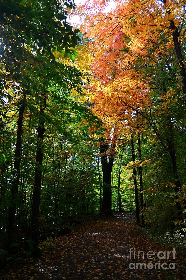 Tree Photograph - Fall Colors by Jeffery Fannin