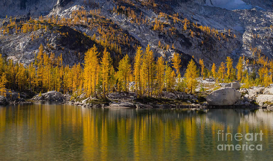 Fall Colors Larches Reflection Photograph by Mike Reid