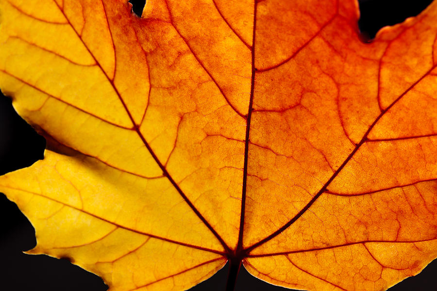Fall Colors Maple Leaf Photograph by Charles Lupica