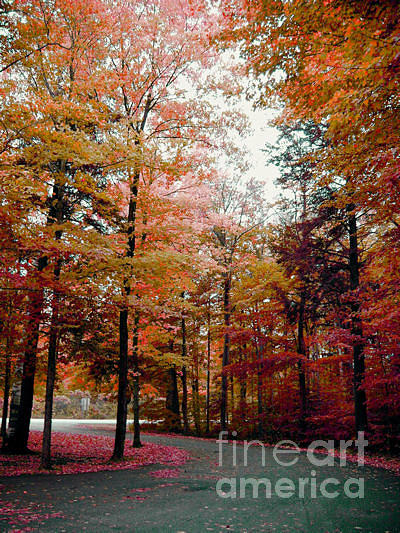 Fall Photograph - Fall Colors by Michael Creamer
