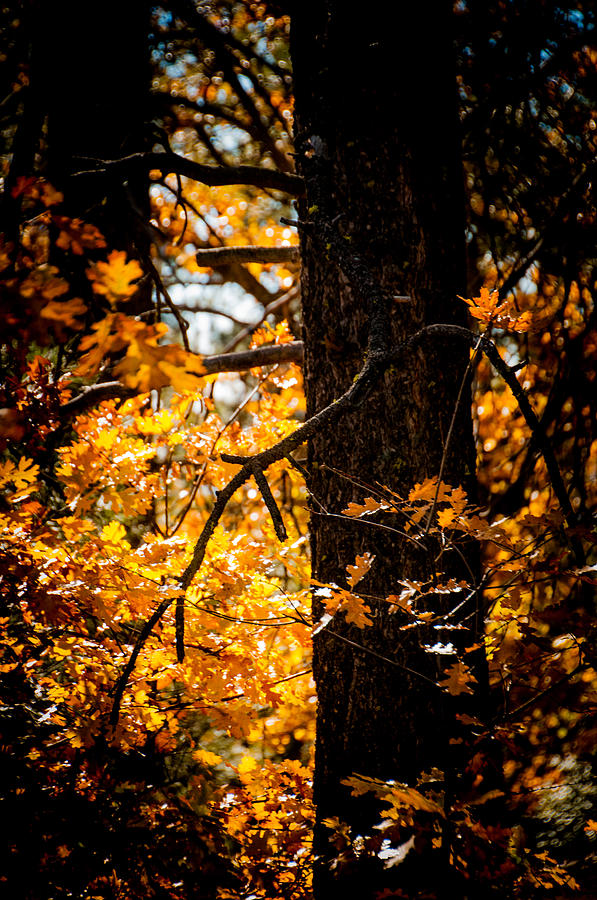 Fall Colors Photograph by Mickey Clausen