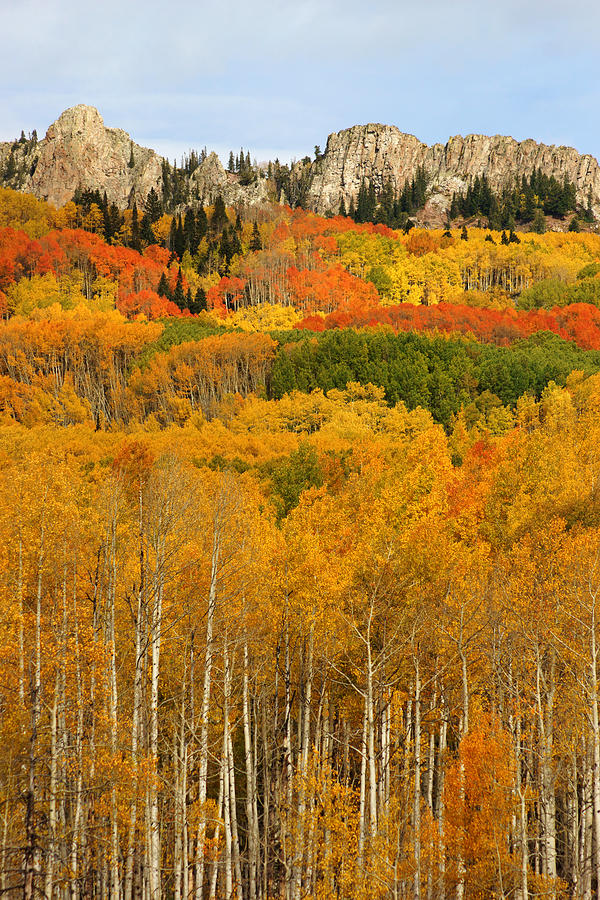 Fall Colors near Crested Butte Photograph by Daniel Woodrum