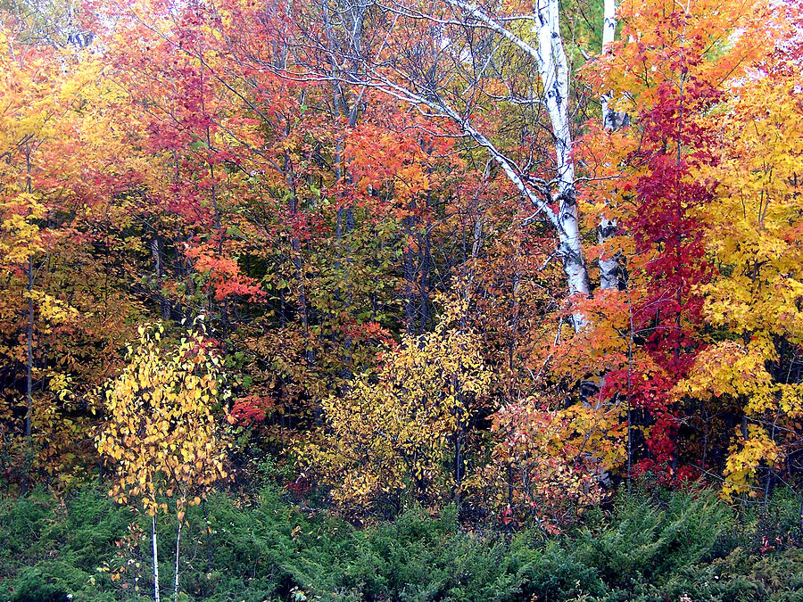 Fall Colors Near Ellison Bay Photograph by David T Wilkinson