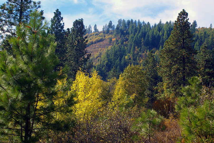 Fall Colors near Spokane Photograph by Ben Upham III