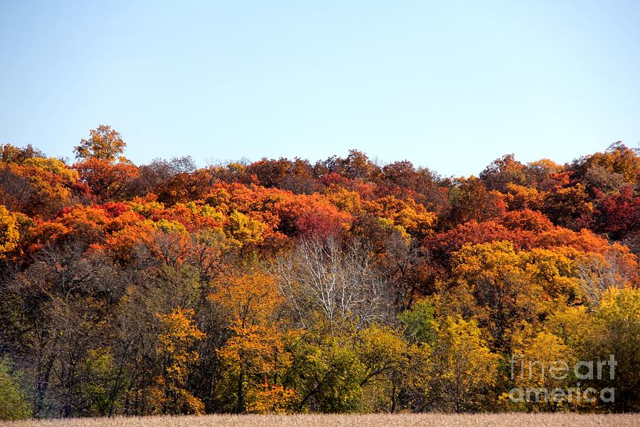 Fall colors of Iowa series 2 Photograph by Yumi Johnson