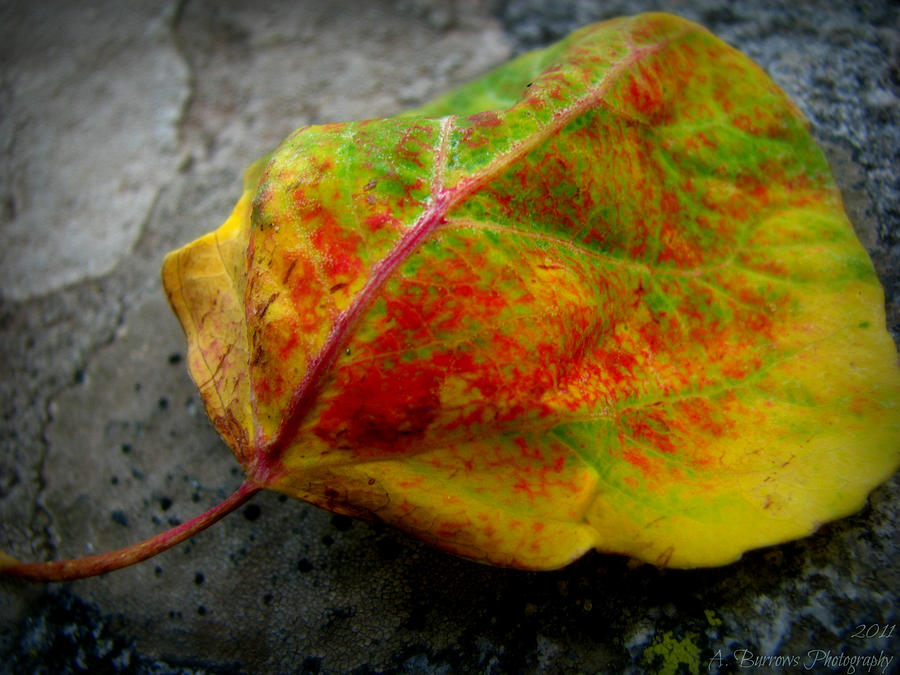 Sangre De Cristo Mountains Photograph - Fall Colors on a Downed Aspen Leaf by Aaron Burrows