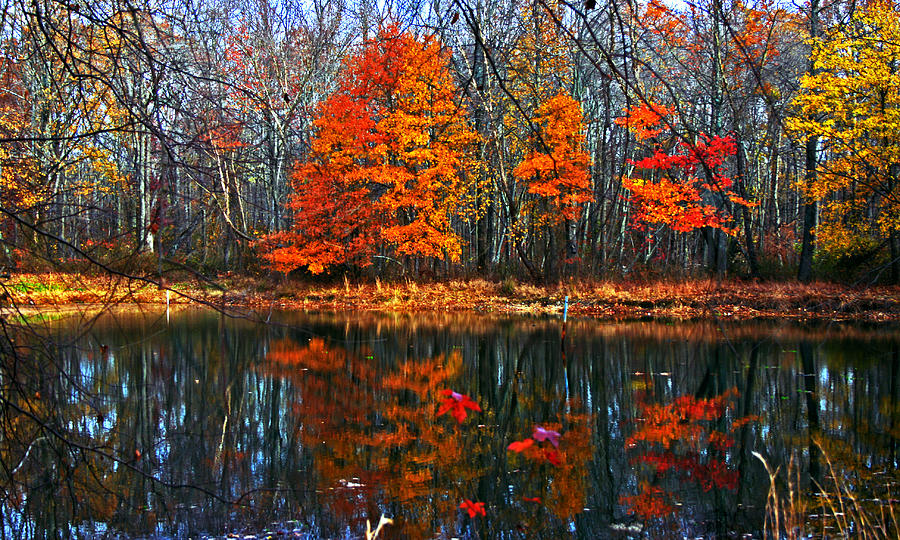 Fall colors on small pond Photograph by Andy Lawless