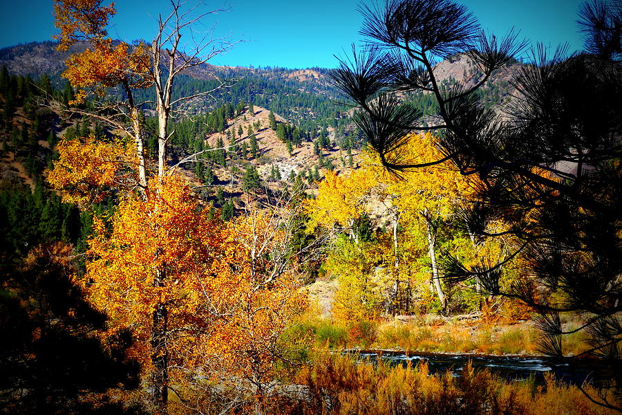 Fall Colors On The Truckee River Photograph By Garrett Nyland 