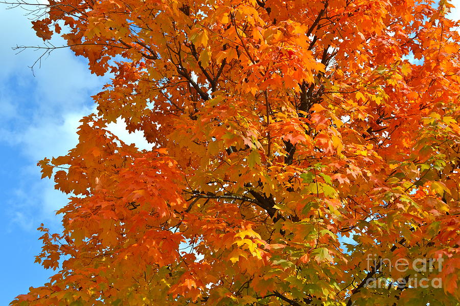 Fall Colors Orange Photograph by Pamela Walrath