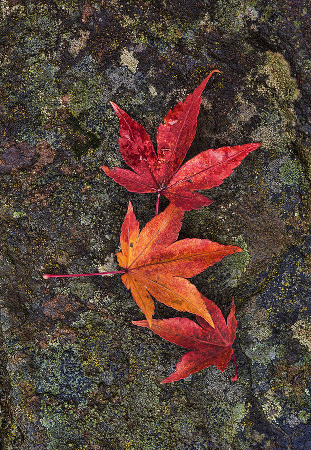 Fall Colors Photograph by Paul DeRocker