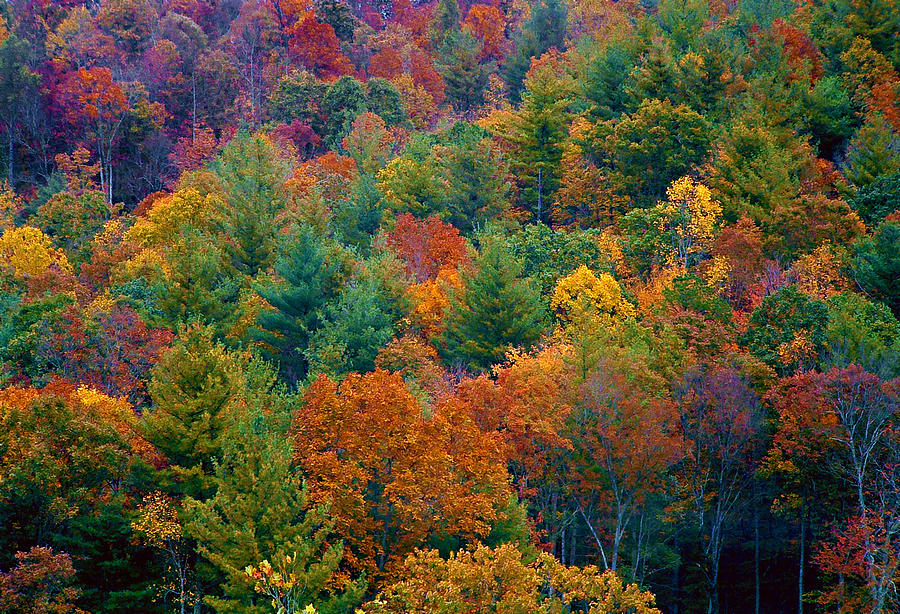 Fall colors Photograph by PhotoviewPlus