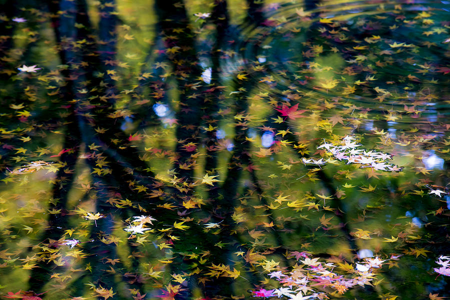 Fall Colors Reflection Photograph by Yoshiki Nakamura