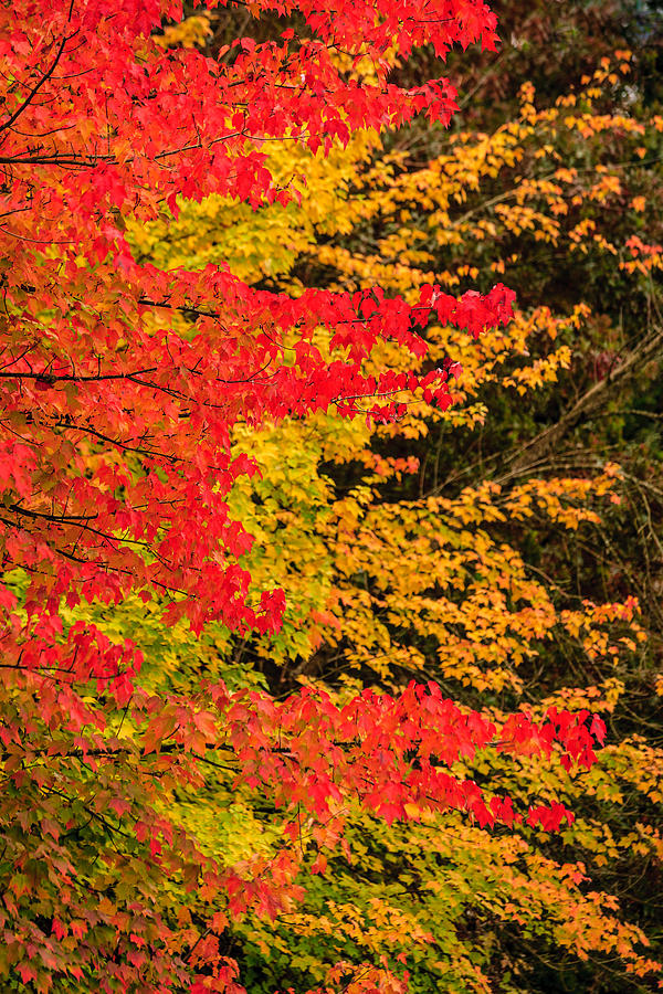 Fall Colors S1 Photograph