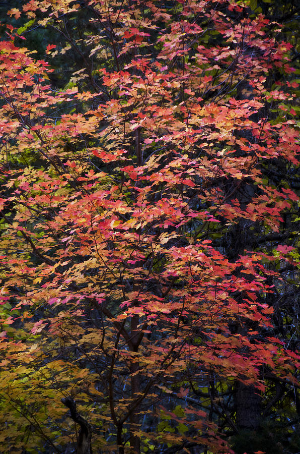 Fall Photograph - Fall Colors  by Saija Lehtonen