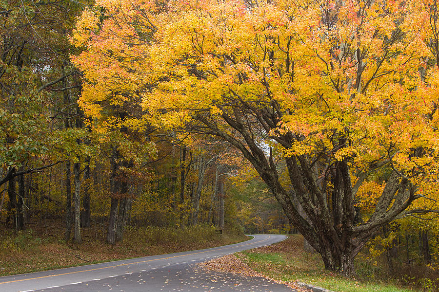 Fall colors Skyline Drive Shenandoah Photograph by Krivosheev