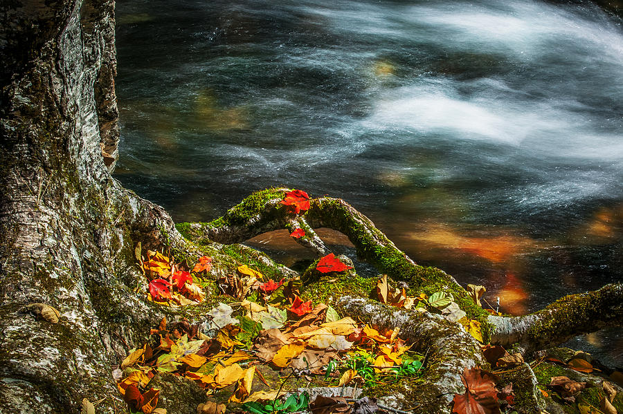 Gnarly Roots Fall Colors Stream Great Smoky Mountains  Photograph by Rich Franco
