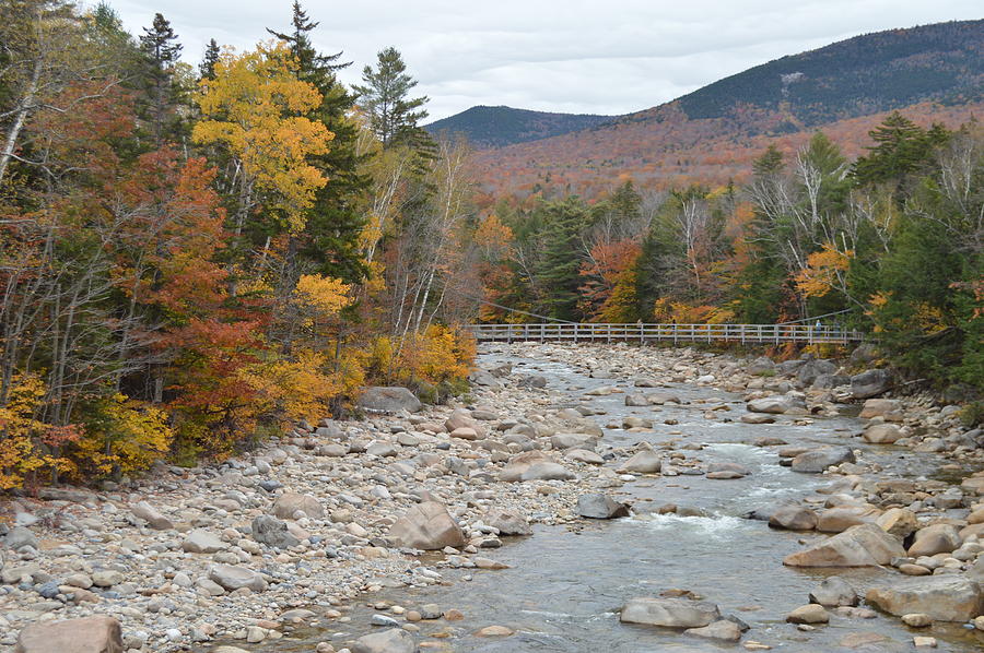 Fall Colors Photograph by Tasneem Bootwala | Fine Art America