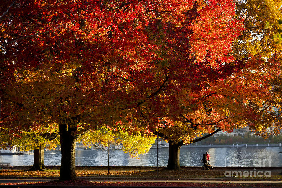 Fall Colour in Stanley Park Photograph by Maria Janicki