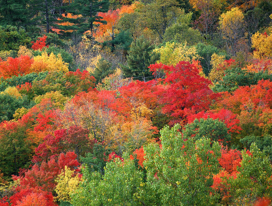 Fall colours in Gatineau Park Quebec Photograph by Rob Huntley