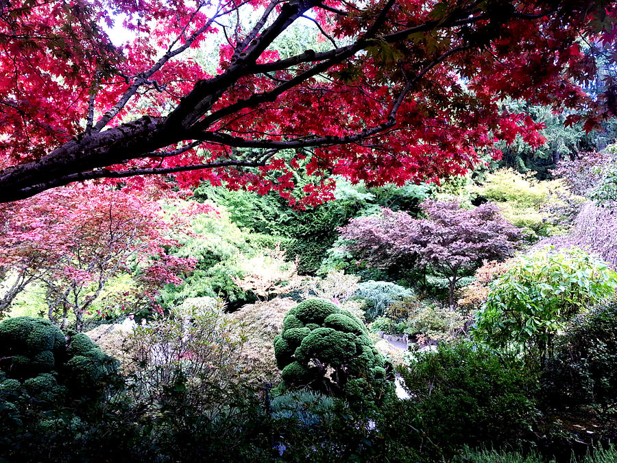 Fall Colours Photograph by Nikki Dalton - Fine Art America