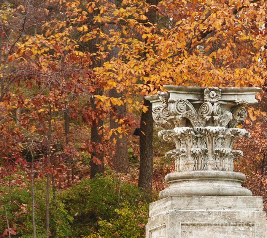Fall Column Photograph by Terry Rowe