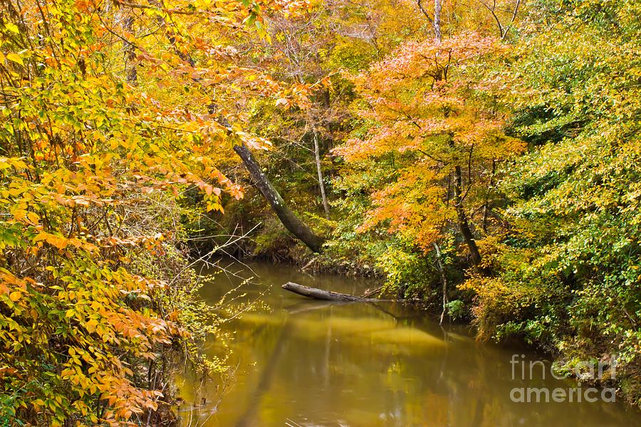 Fall Creek Foliage Photograph by Michael Tidwell