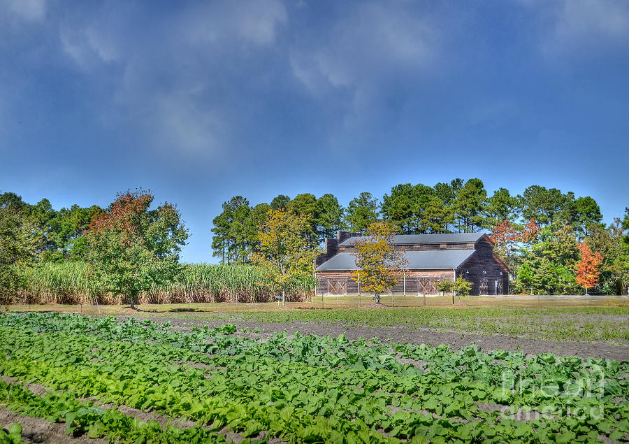 Fall Crops - Color Photograph by Kathy Baccari